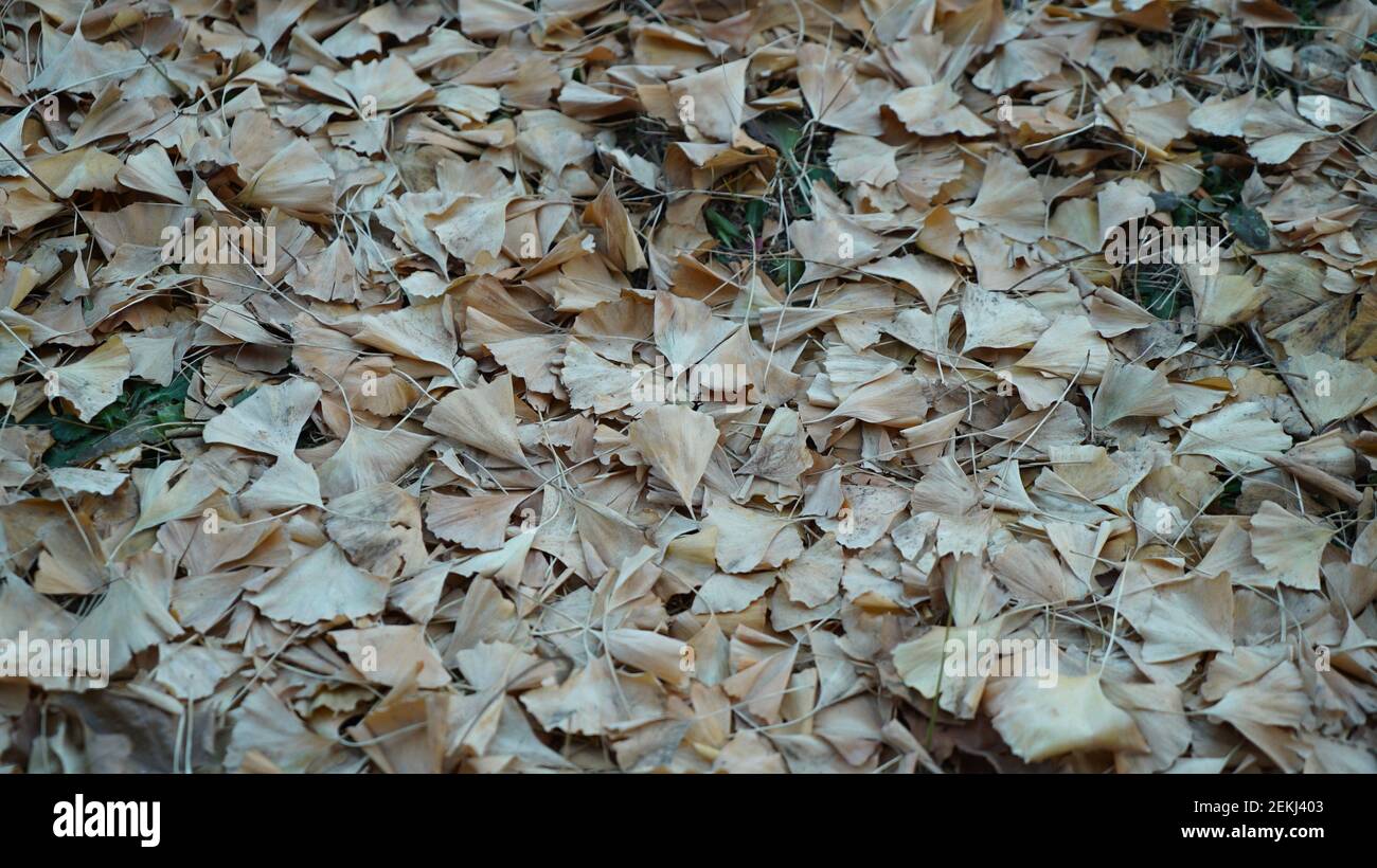 Gefallen Ginkgo Blätter auf der Straße Stockfoto