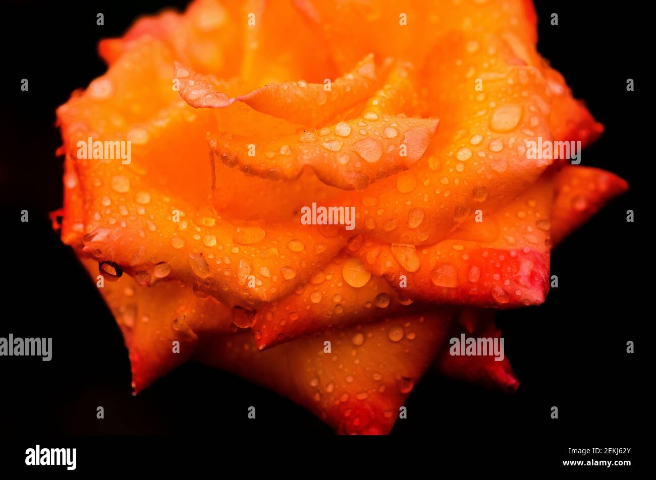 Nahaufnahme der Rosenblüte auf schwarzem Hintergrund Stockfoto