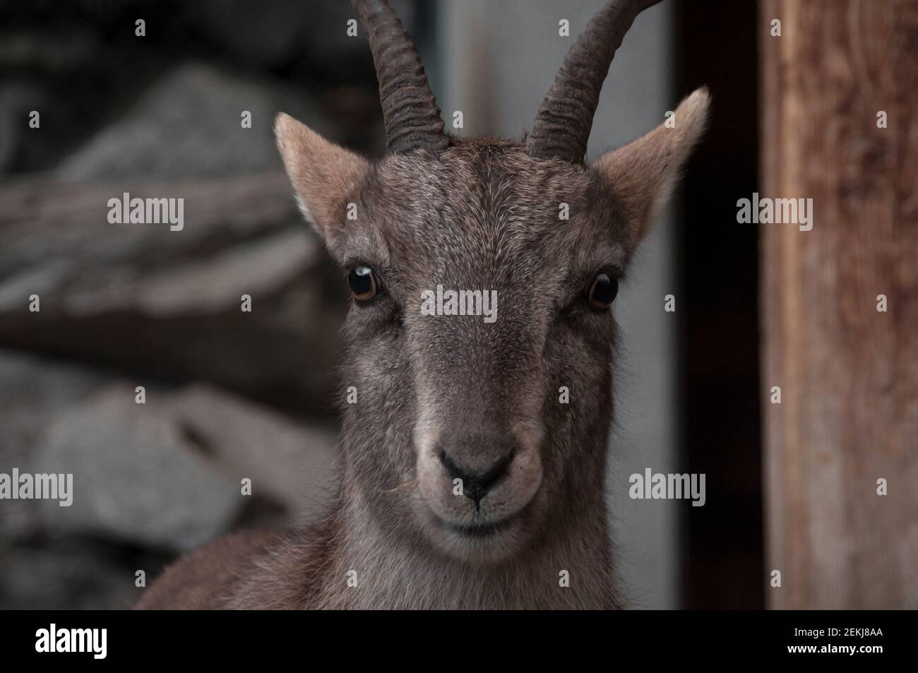 Portrait von braunem weiblichem alpinen Steinbock Gesicht im Alpenzoo aufgenommen. Innsbruck, Österreich Stockfoto