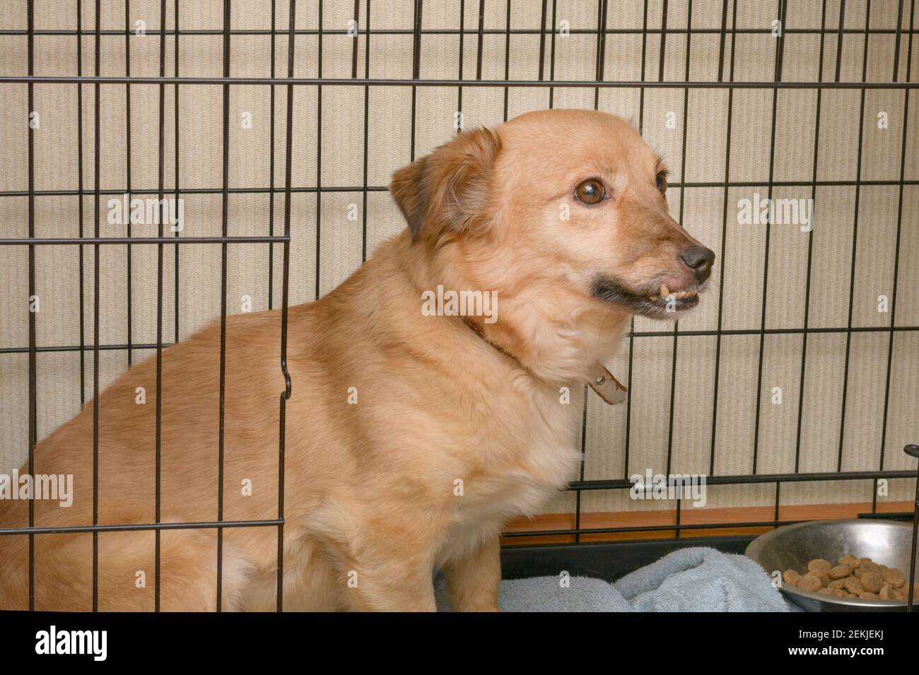 Hund mit Kieferdefekt sitzt im Käfig im Tierheim. Hund mit krummen Zähnen wartet auf neuen Besitzer. Haustierpflegekonzept. Stockfoto