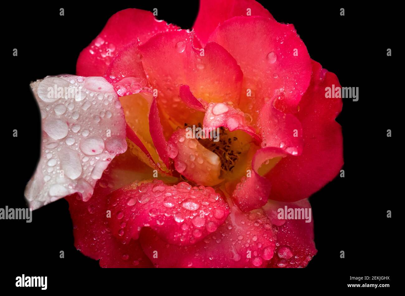 Tau bedeckt rosa Rose Kopf in schwarzem Hintergrund Stockfoto