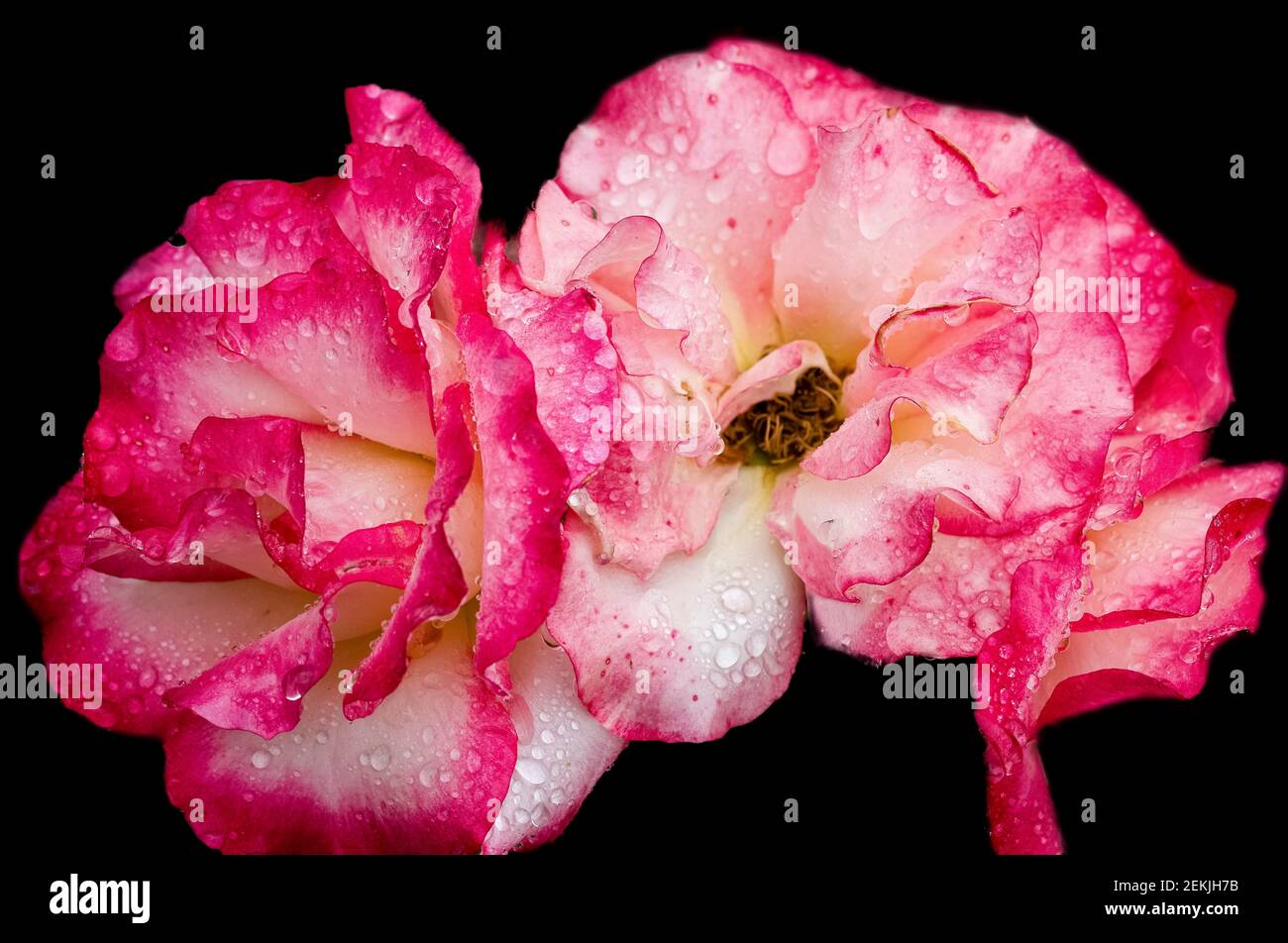 Tau bedeckt verblassende rosa und weiße Rosenköpfe in schwarz Hintergrund Stockfoto