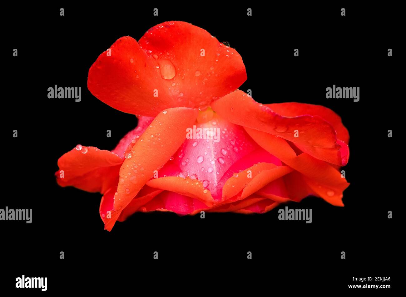 Tau bedeckt roten und rosa Rosenkopf in schwarzem Hintergrund Stockfoto