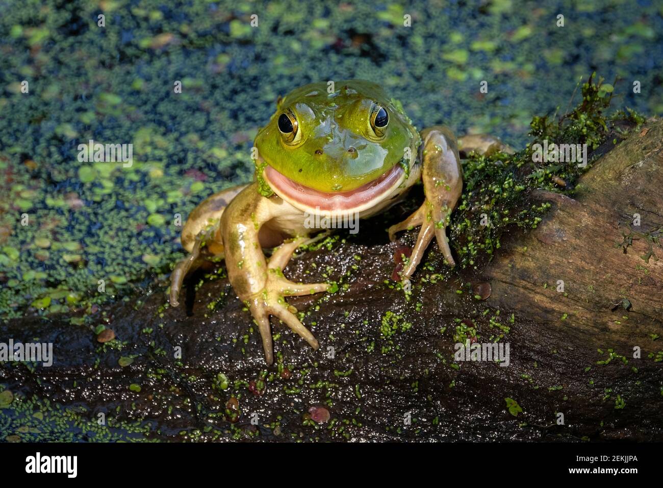 Ein amerikanischer Bullfrog (Lithobates catesbeianus), der auf einem Baumstamm im Sumpf ruht und lächelt, um in der Sommersonne ein Porträt zu machen. Stockfoto
