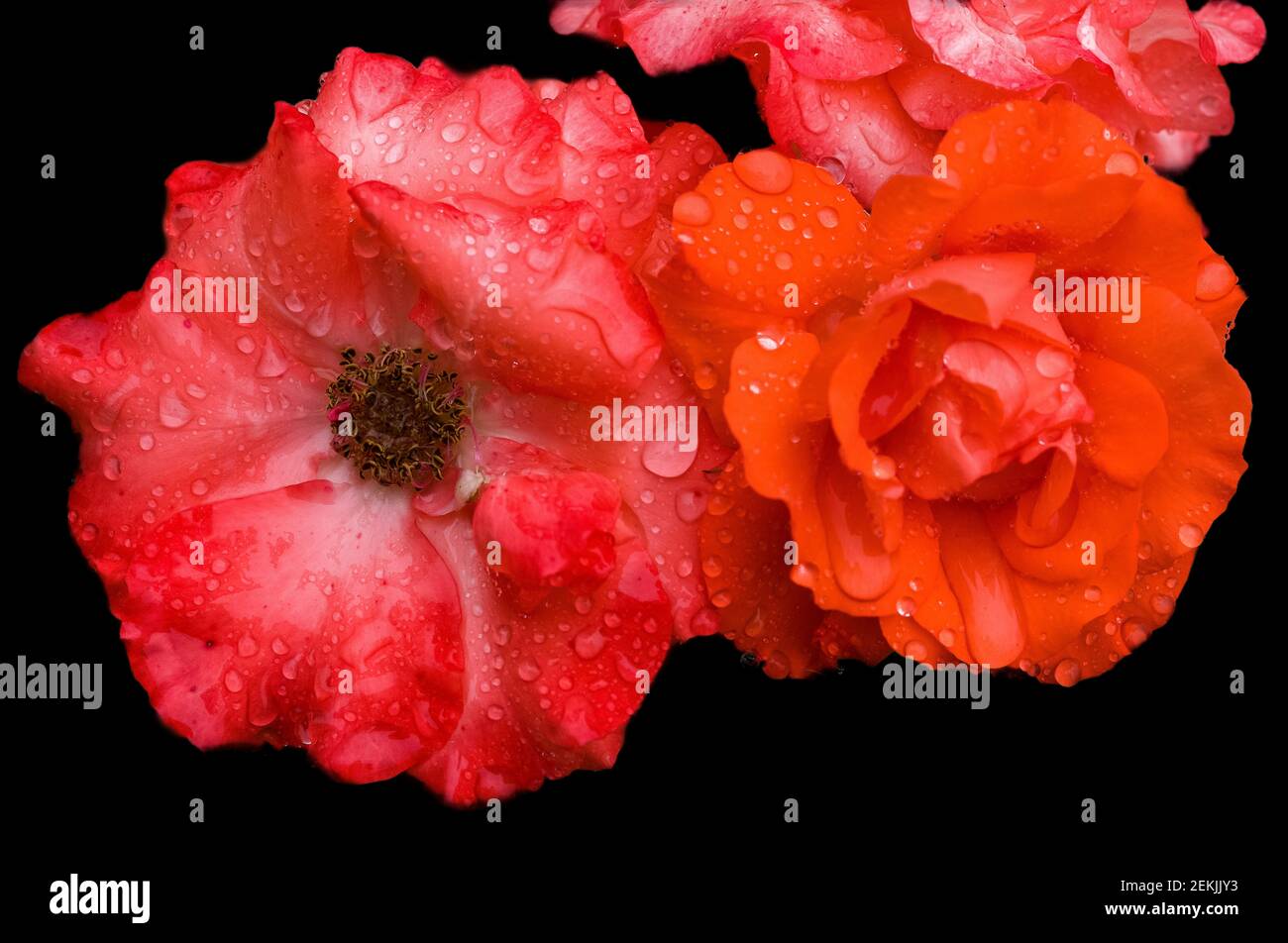 Taubedeckte rote Rosenköpfe auf schwarzem Hintergrund Stockfoto