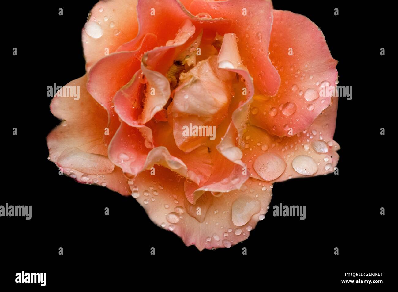 Tau bedeckt Pfirsich Rose Kopf in schwarzem Hintergrund Stockfoto