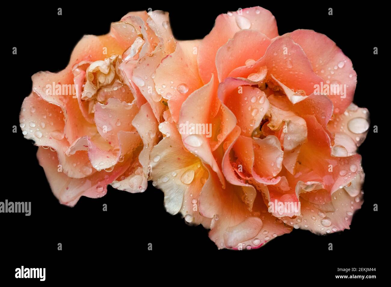 Tau bedeckt Pfirsich Rose Köpfe in schwarzem Hintergrund Stockfoto