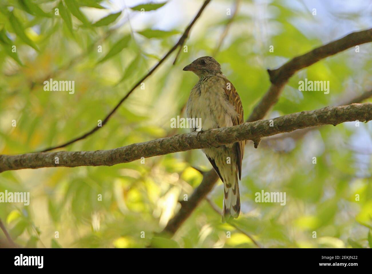 Scaly-breasted Honeyguide (Indicator variegatus) Erwachsener thront auf Zweig Arabuko-sokoke Forest, Kenia November Stockfoto