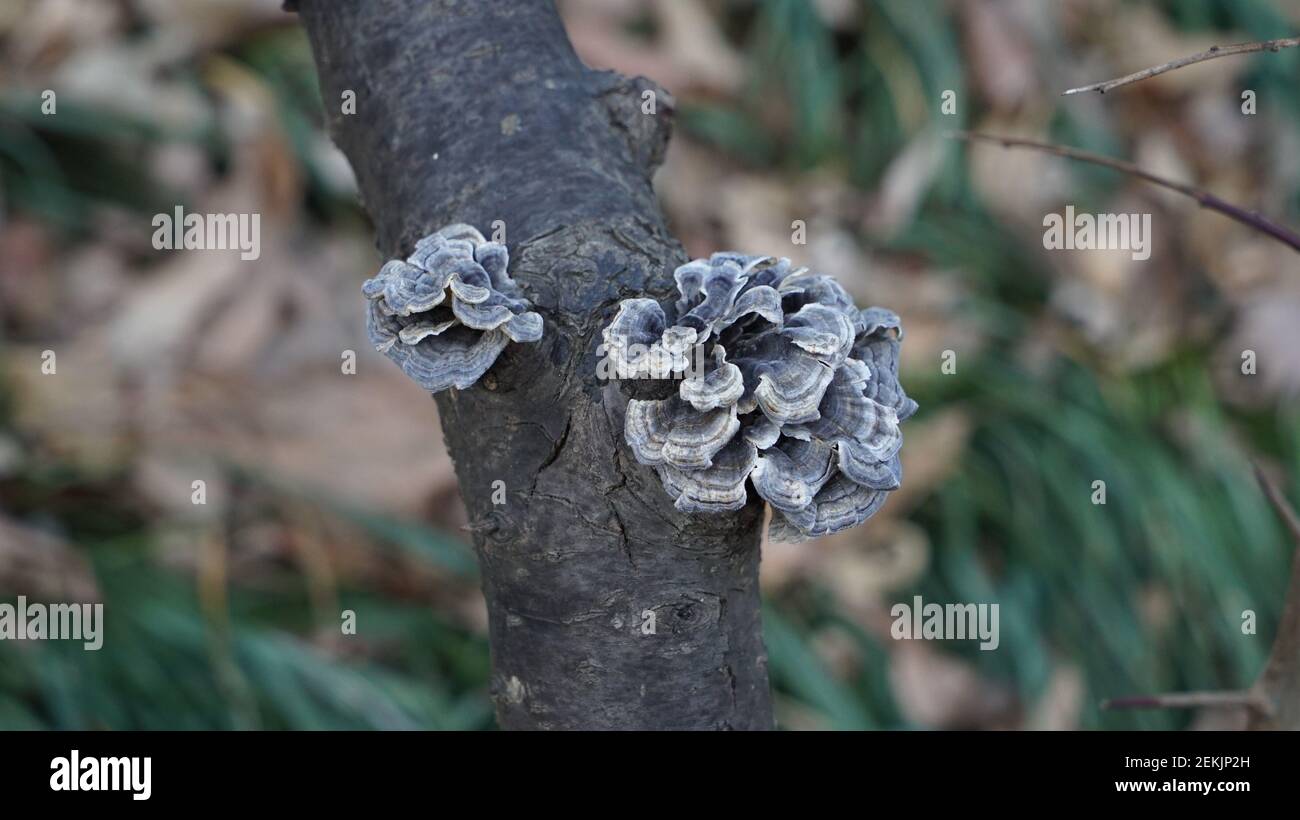 Graue Pilze in Bloom on the Tree Stockfoto