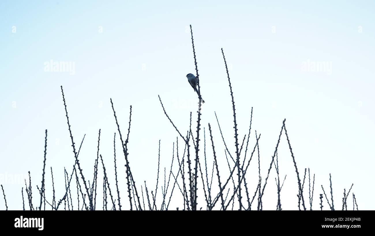 Vogel auf dem Winterbaum Zweig Stockfoto