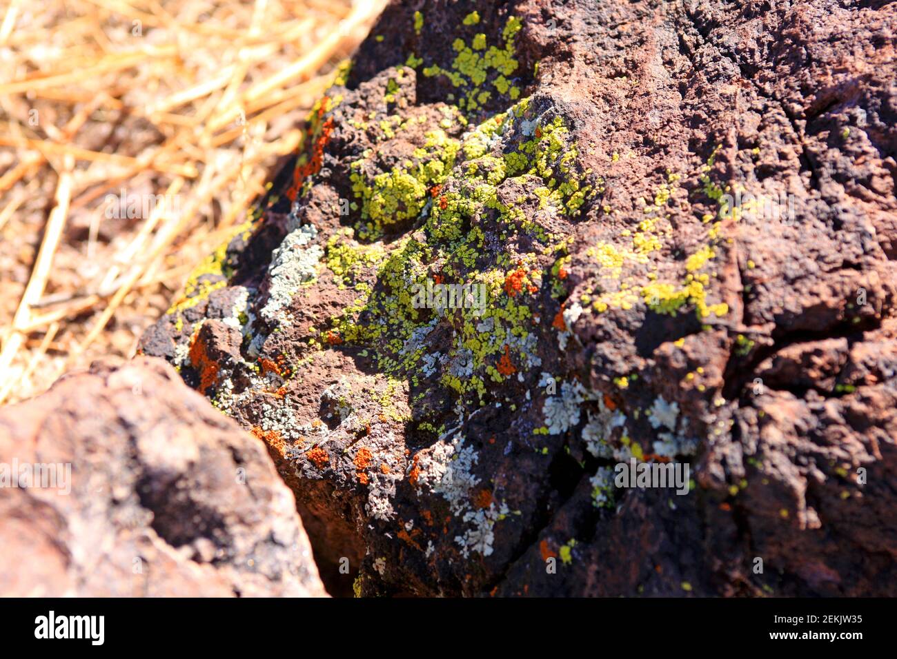 Flechten wächst auf einem Felsen im Picacho Peak State Park In Arizona Stockfoto
