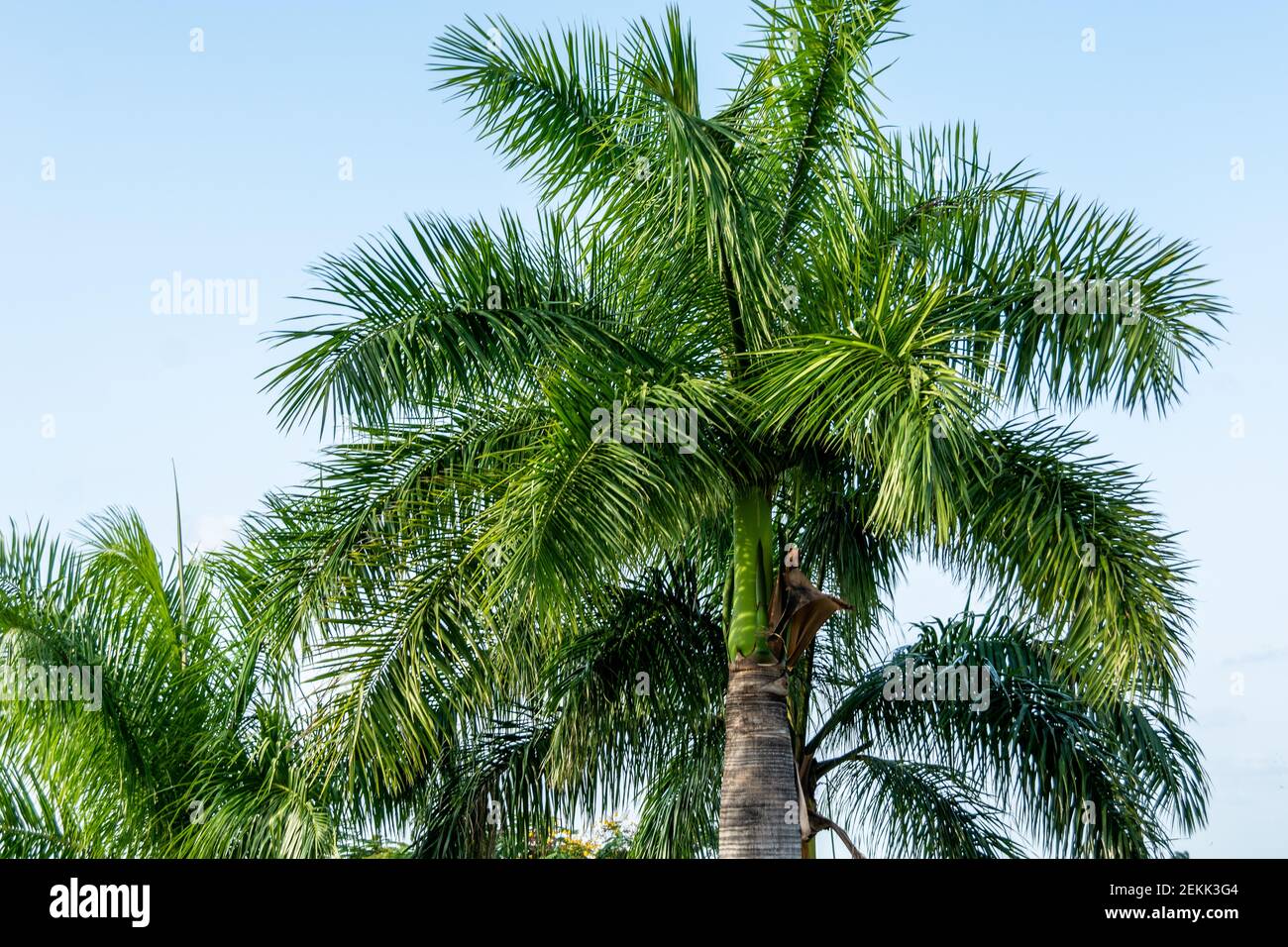 Nahaufnahme einer kubanischen Palme Stockfoto