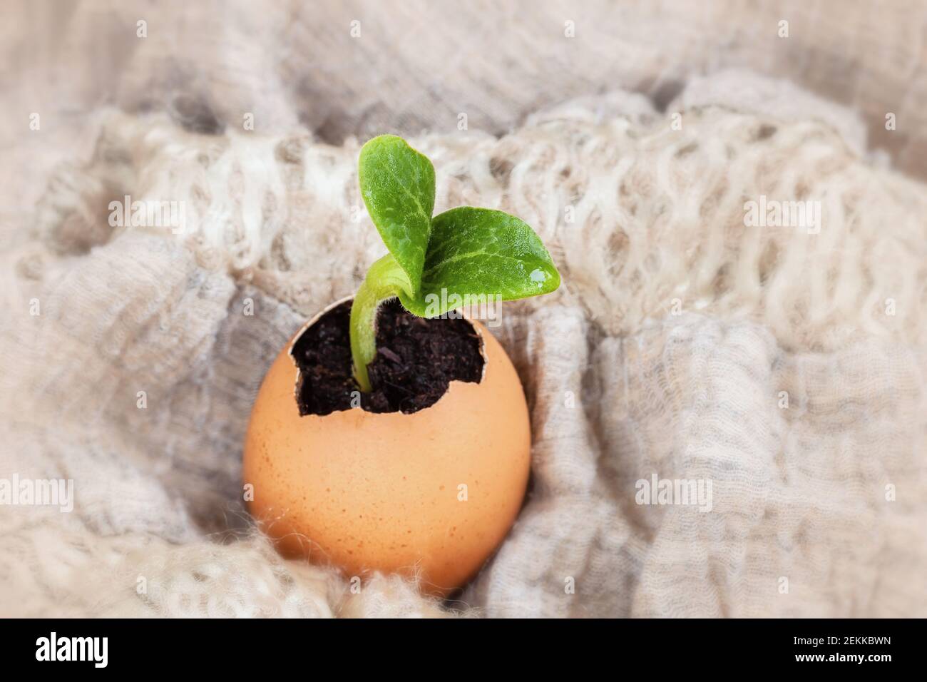 Sämlingpflanze in Eierschalen, verschwommener Hintergrund, selektiver Fokus. Konzept des verantwortungsvollen Konsums, Öko-Gartenarbeit, Zero Waste, Neues Leben, Geburt, spri Stockfoto