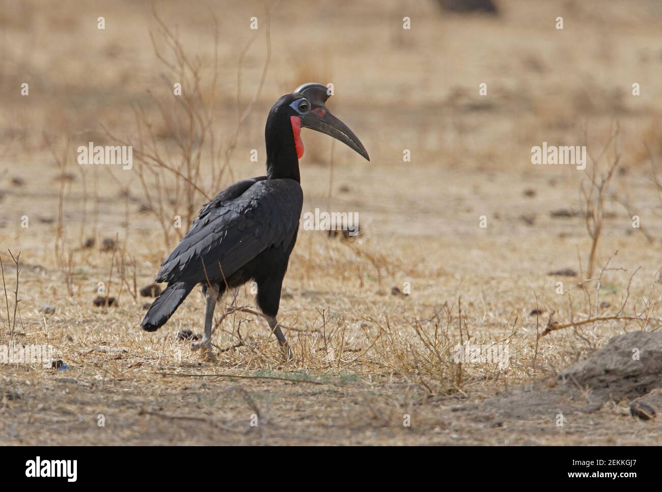Nördlicher Erdhornvogel (Bucorvus abyssinicus) Erwachsene Männchen wandern durch trockenes Grasland Äthiopien April Stockfoto
