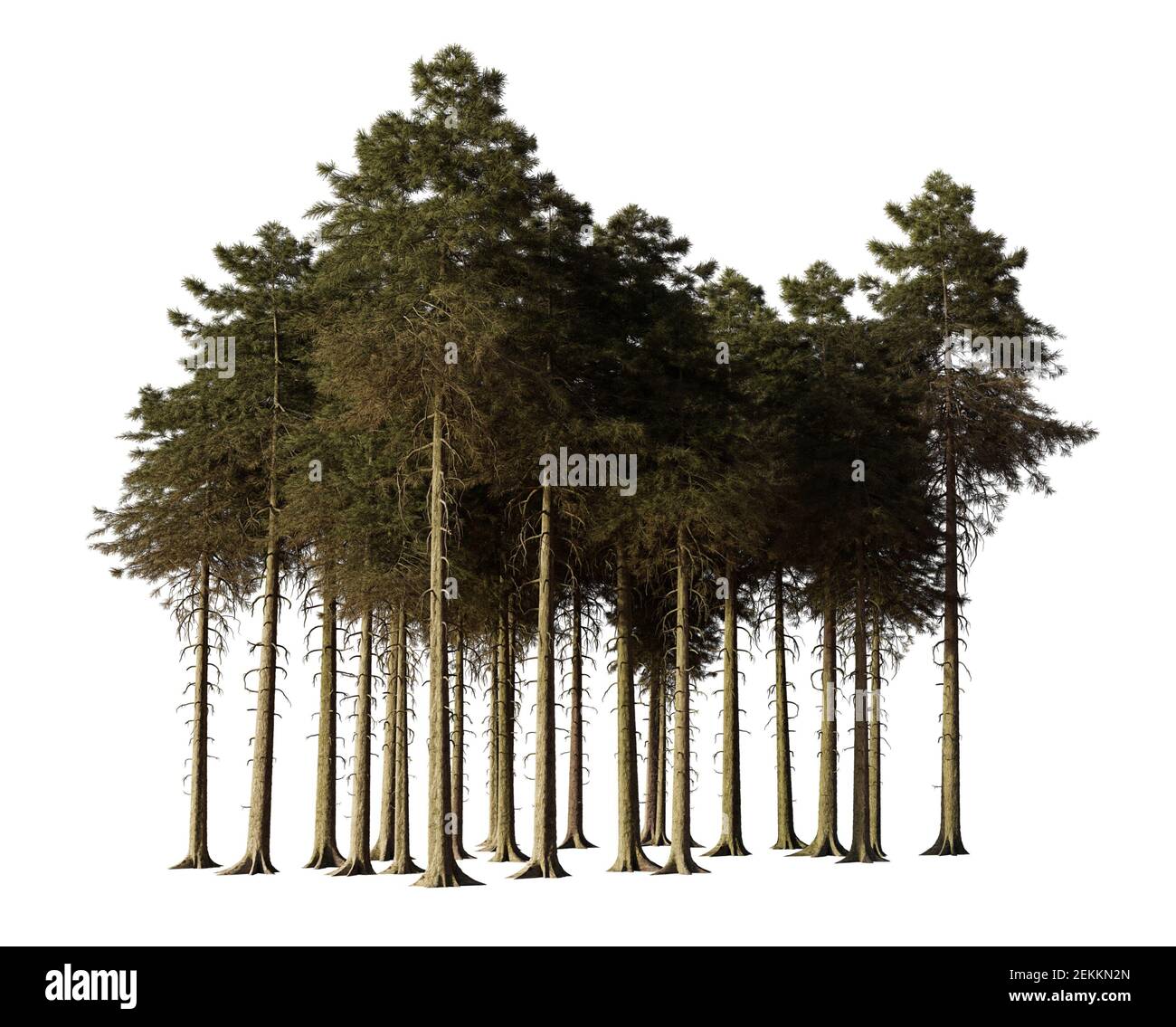 Tannenbäume Wald isoliert auf weißem Hintergrund Stockfoto