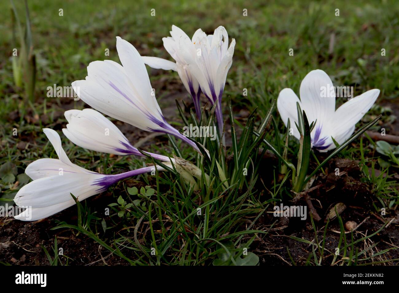 Crocus vernus ‘Jeanne d’Arc’ Crocus Joan of Arc – große, reinweiße, schalenförmige Blume, Februar, England, Großbritannien Stockfoto