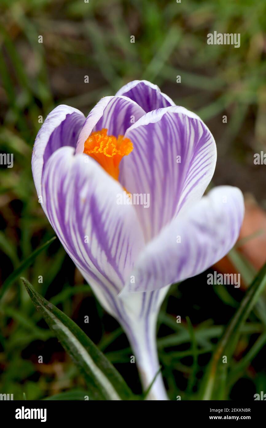 Crocus vernus ‘Pickwick’ Pickwick-Krokus – weiße Blüten mit violetten Adern, Februar, England, Großbritannien Stockfoto