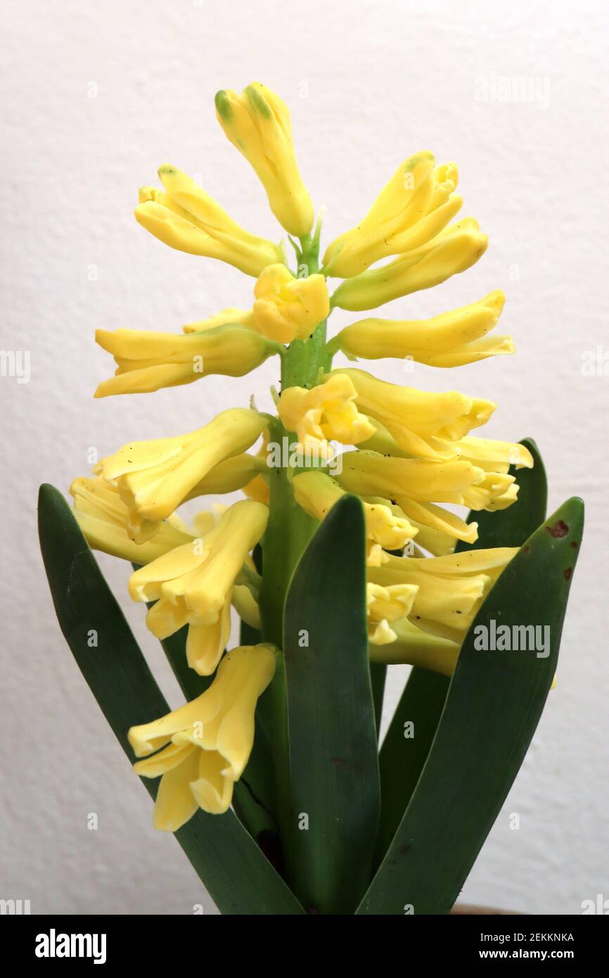 Hyacinthus orientalis ‘Yellowstone ‘ Hyacinth Yellowstone – gelbe Hyazinthe Februar, England, Großbritannien Stockfoto