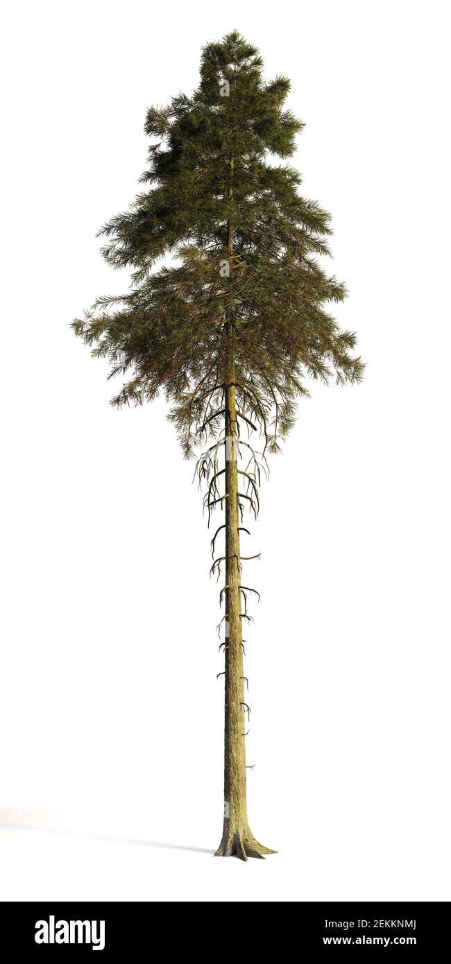Hoher Tannenbaum isoliert auf weißem Hintergrund Stockfoto