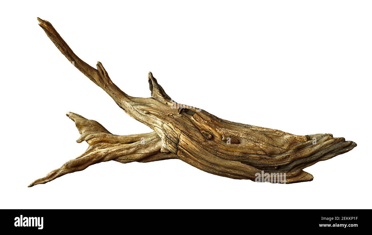 driftwood, gealterter Ast isoliert auf weißem Hintergrund Stockfoto