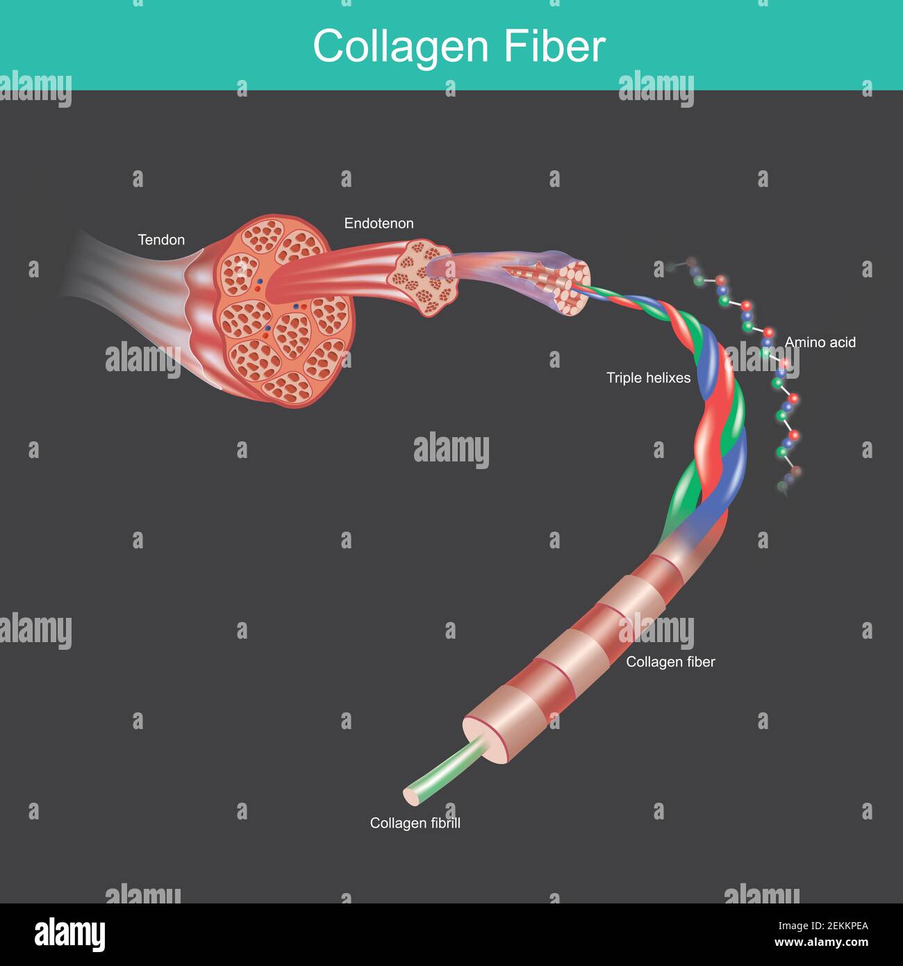 Kollagenfaser. Illustration für kommerzielle über das Kollagenmolekül und Aminosäure, die Gewebe und Muskeln des Menschen beeinflussen. Stock Vektor