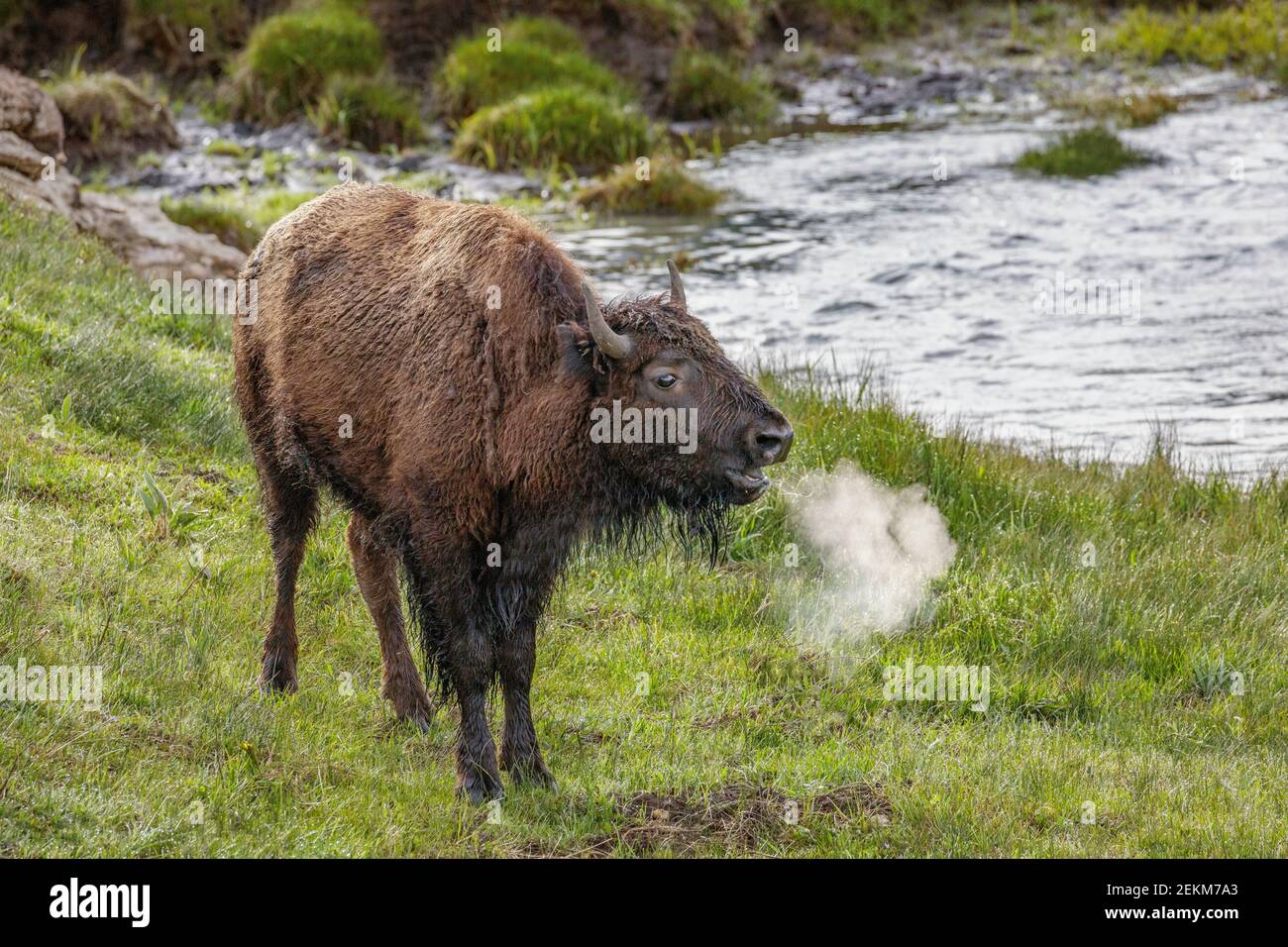 Yellowstone National Park, WY: Ein jugendliches amerikanisches Bison (Bison Bison) Stockfoto