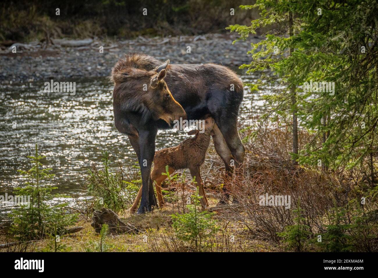 Yellowstone National Park, WY: Kuh Elch stillende Kalb Stockfoto