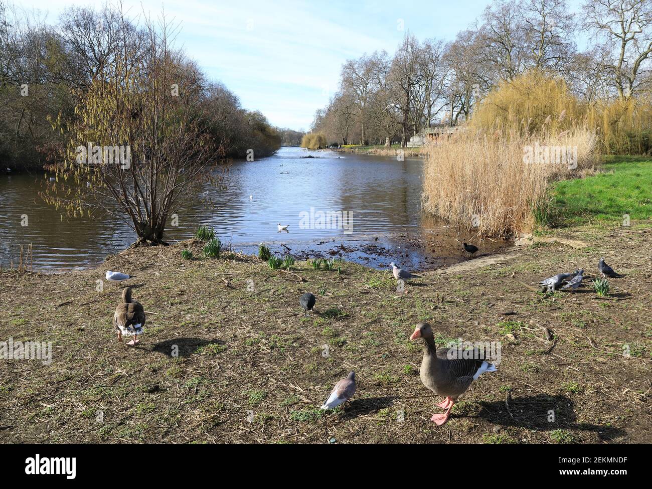 Hyde Park See in der Wintersonne, im Zentrum von London, Großbritannien Stockfoto