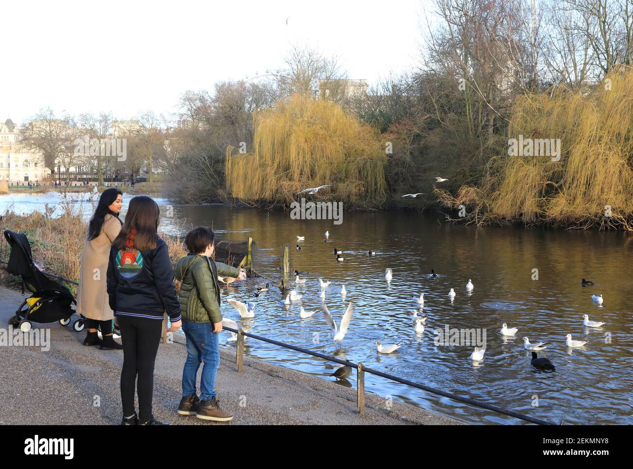 Fütterung der Vögel in der Wintersonne am St James Park See, im Zentrum von London, Großbritannien Stockfoto