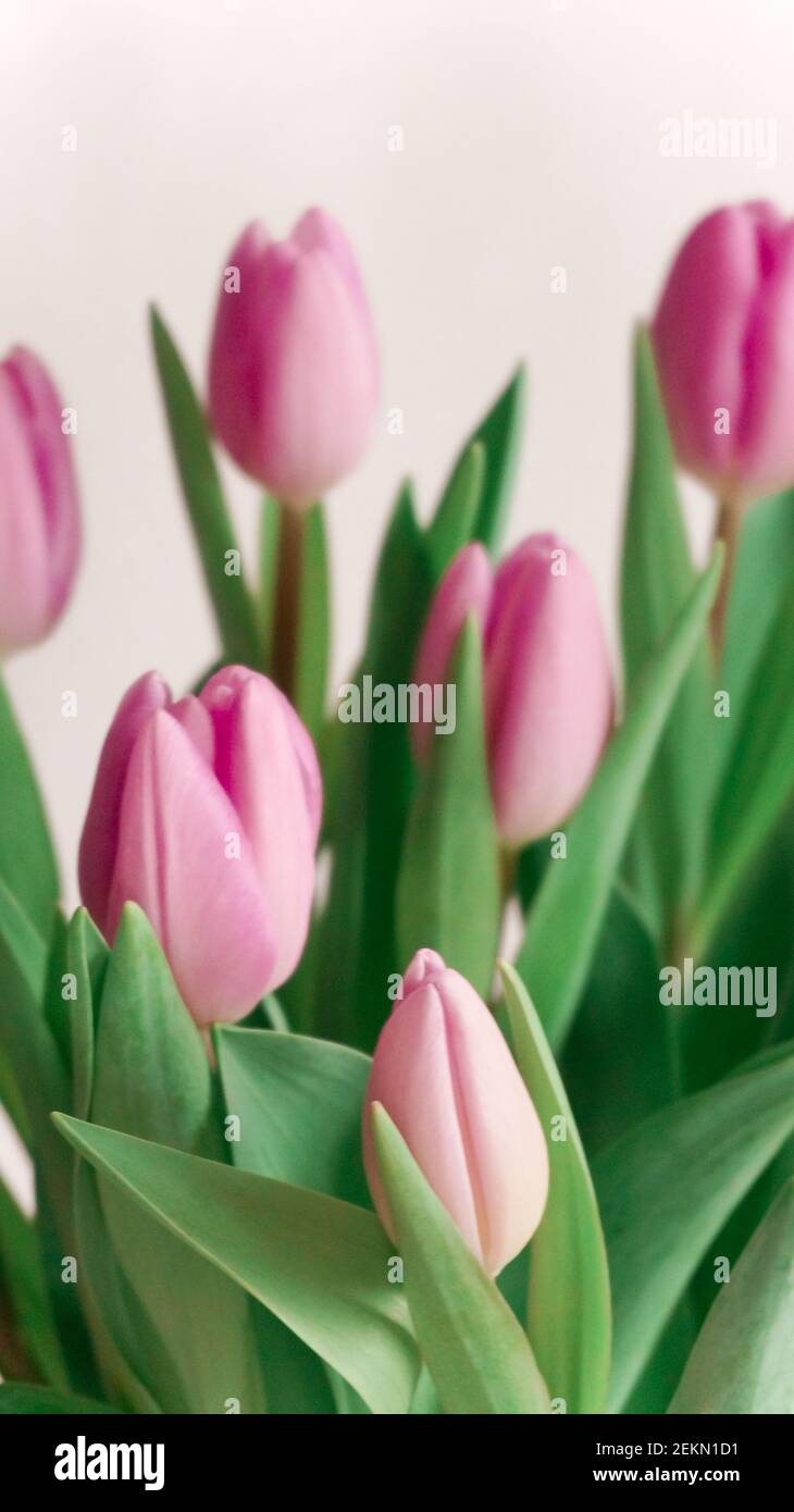 Violette Tulpe Blumen weißen Hintergrund weichen Ton. Hochwertige Fotos Stockfoto