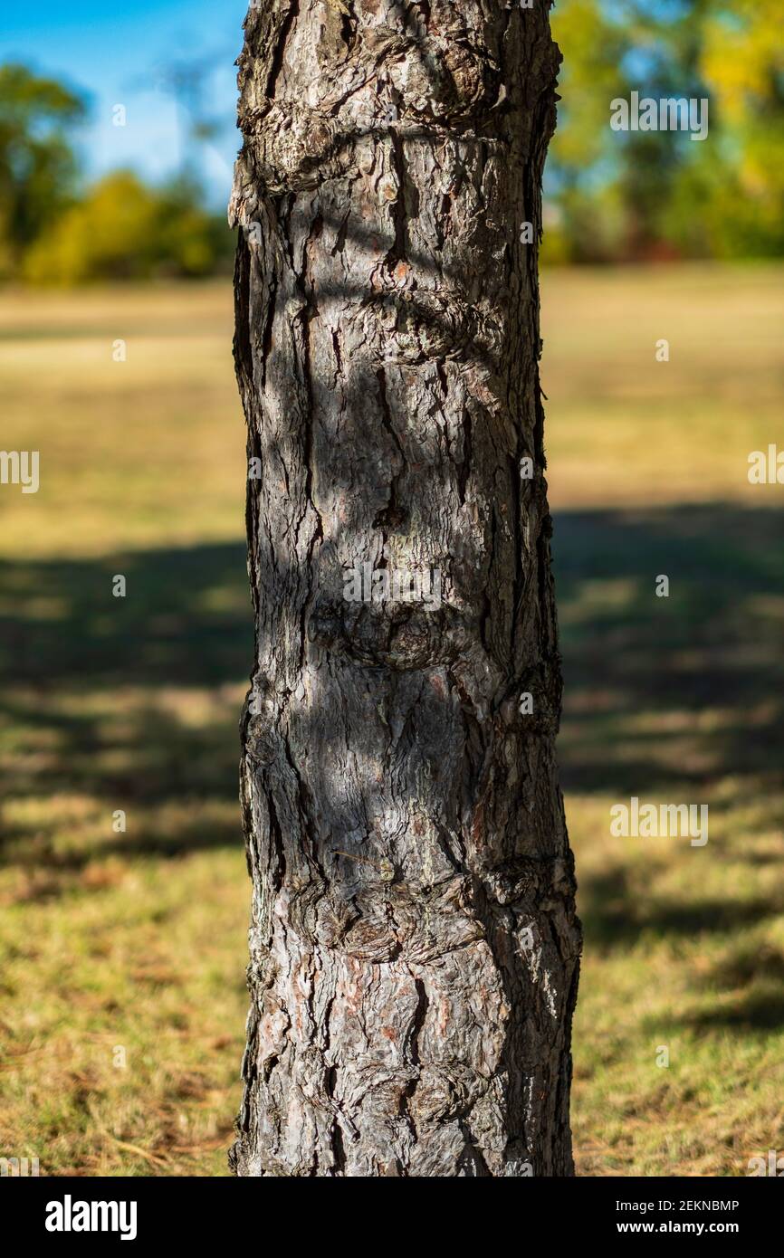 Der Baumstamm einer jungen österreichischen Kiefer, Pinus nigra, auch bekannt als Schwarze Kiefer.USA. Stockfoto