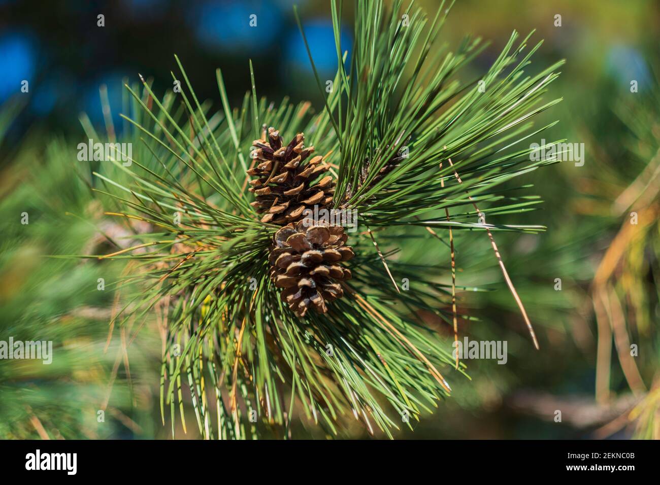 Nahaufnahme der Ast Spitze der österreichischen Kiefer, Pinus nigra, mit zwei Kiefernzapfen. USA. Stockfoto