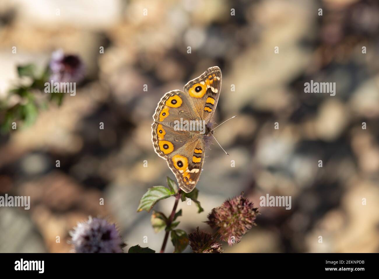 Wiese Argus Schmetterling. Junonia villida, Burra Creek Southern New South Wales Australien. Stockfoto