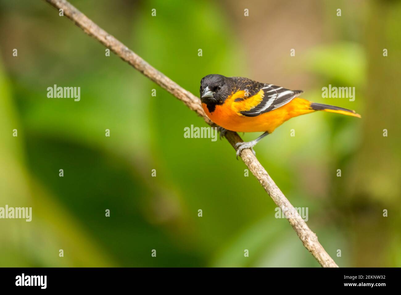 Männlicher Jugendlicher Baltimore Oriole (Icterus Galbula) Auf der Suche nach Essen im Regenwald Stockfoto