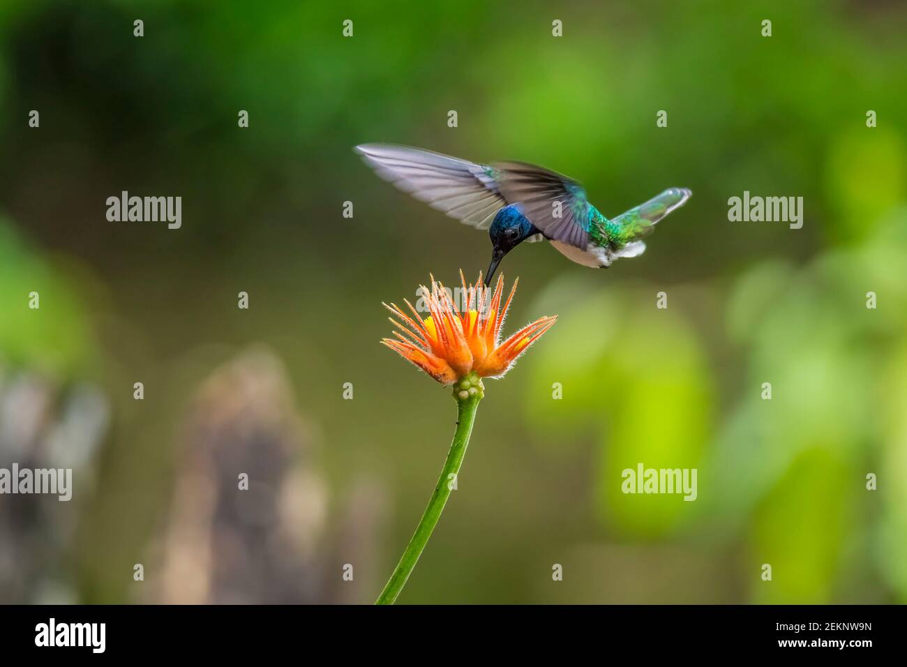 Weißhalskolibri (Florisuga mellivora) Schwebend auf einer orangen Blume trinkend Nektar in Der Regenwald Stockfoto