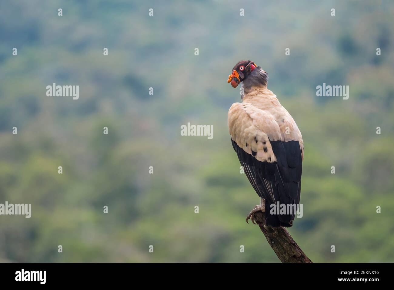 Seltsamer erwachsener König Geier Vogel (Sarcoramphus Papa), thront auf einem hohen Punkt, umgeben von Bergen, schwarz-weißem Gefieder, blass Iris und rotem Auge Stockfoto