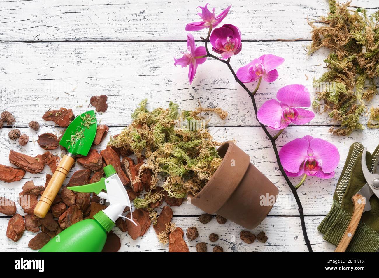 Blumentopf, Kiefernrinde, Blähton, Moos und Schaufel zum Pflanzen von Orchideen in einem Topf. Stockfoto