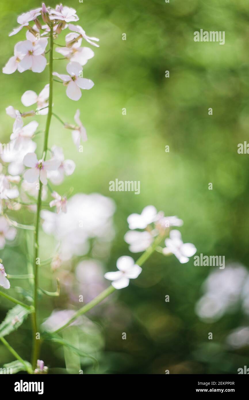 Rosa, lila und weiße einheimische Wildblumen wachsen auf einer Wiese im ländlichen Virginia Stockfoto