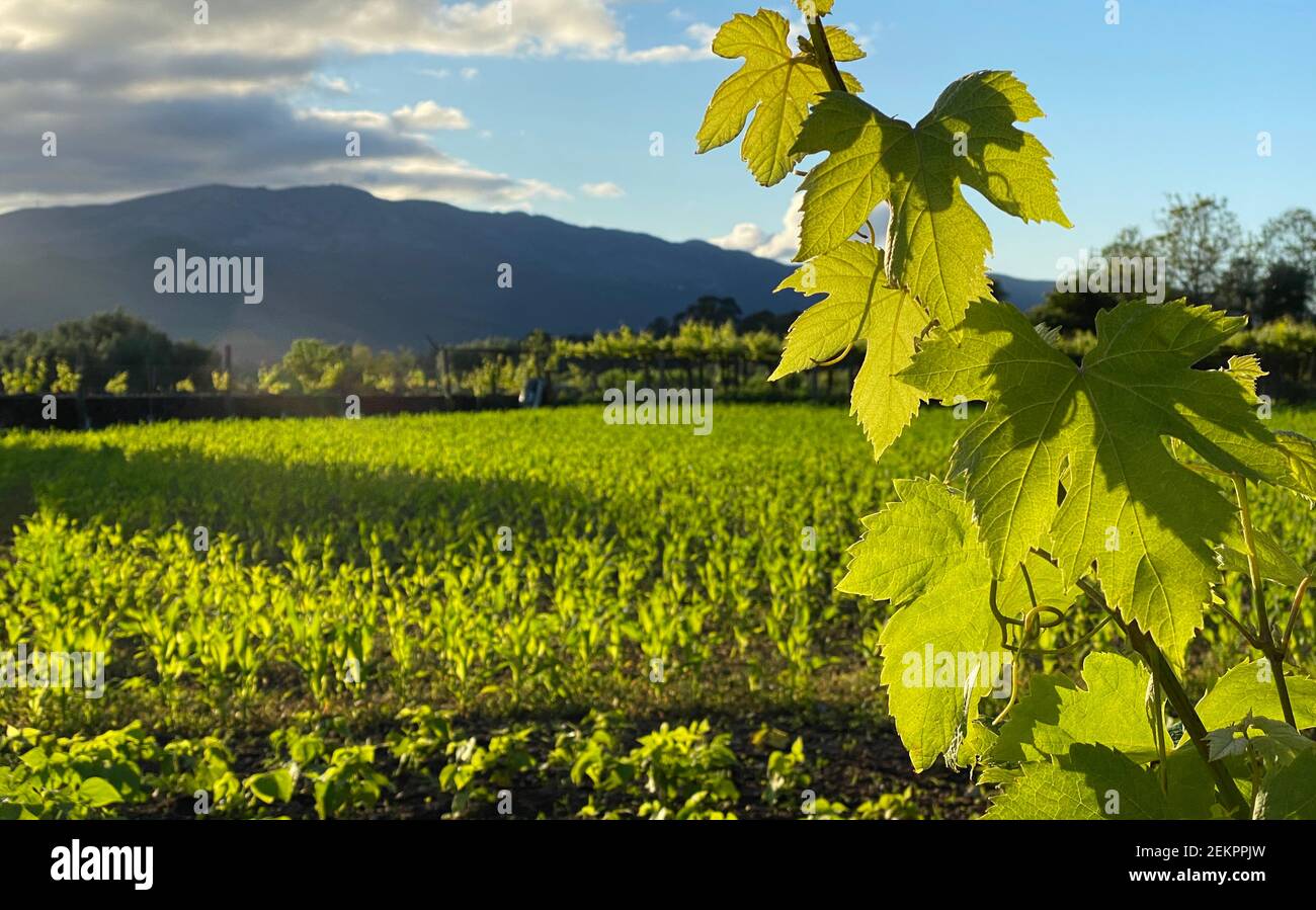 Landwirtschaft: Maisfeld, Weinrebe in der Nähe von Bergen in portugal in der Sonne Stockfoto