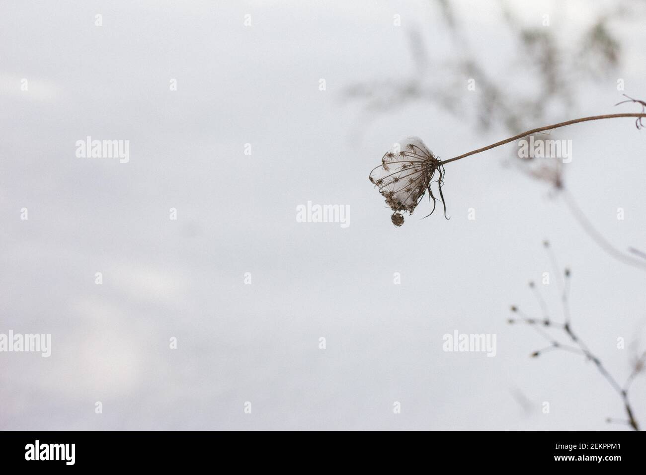 Queen Anne's Lace gekrönt mit einer frischen Schneedecke Auf einer Wiese in Virginia Stockfoto