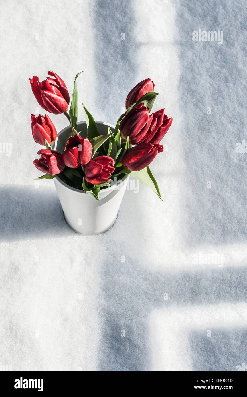 Weiße Vase mit einem Bouquet von roten Tulpen im Schnee mit einem Schatten. Stockfoto