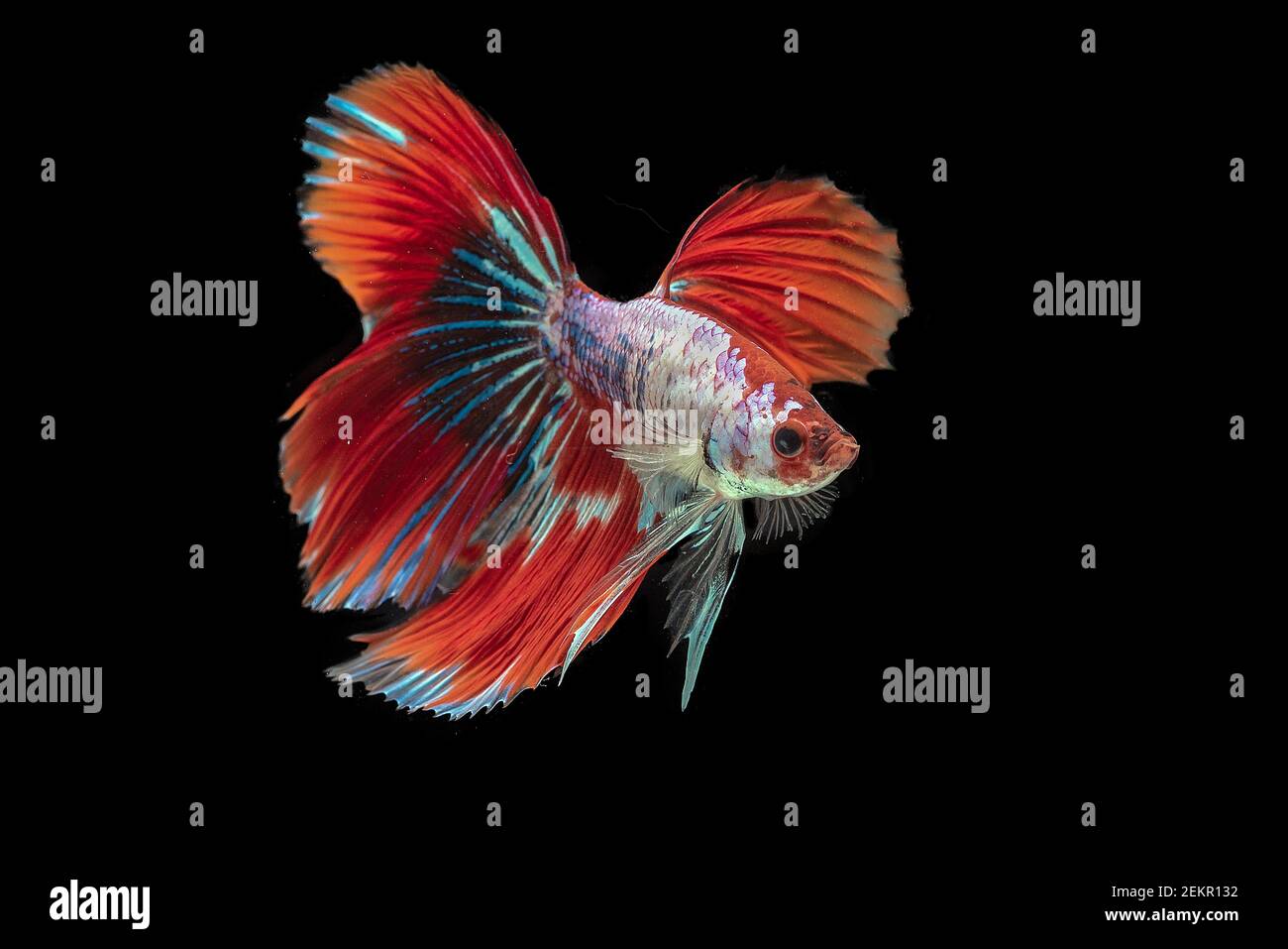 Siam Betta Kampf Fisch in schwarzem Hintergrund Stockfoto