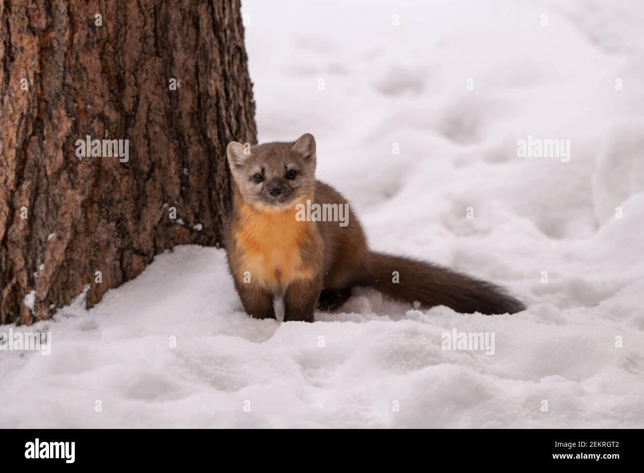 Amerikanischer Kiefernmarder, Yellowstone National Park Stockfoto