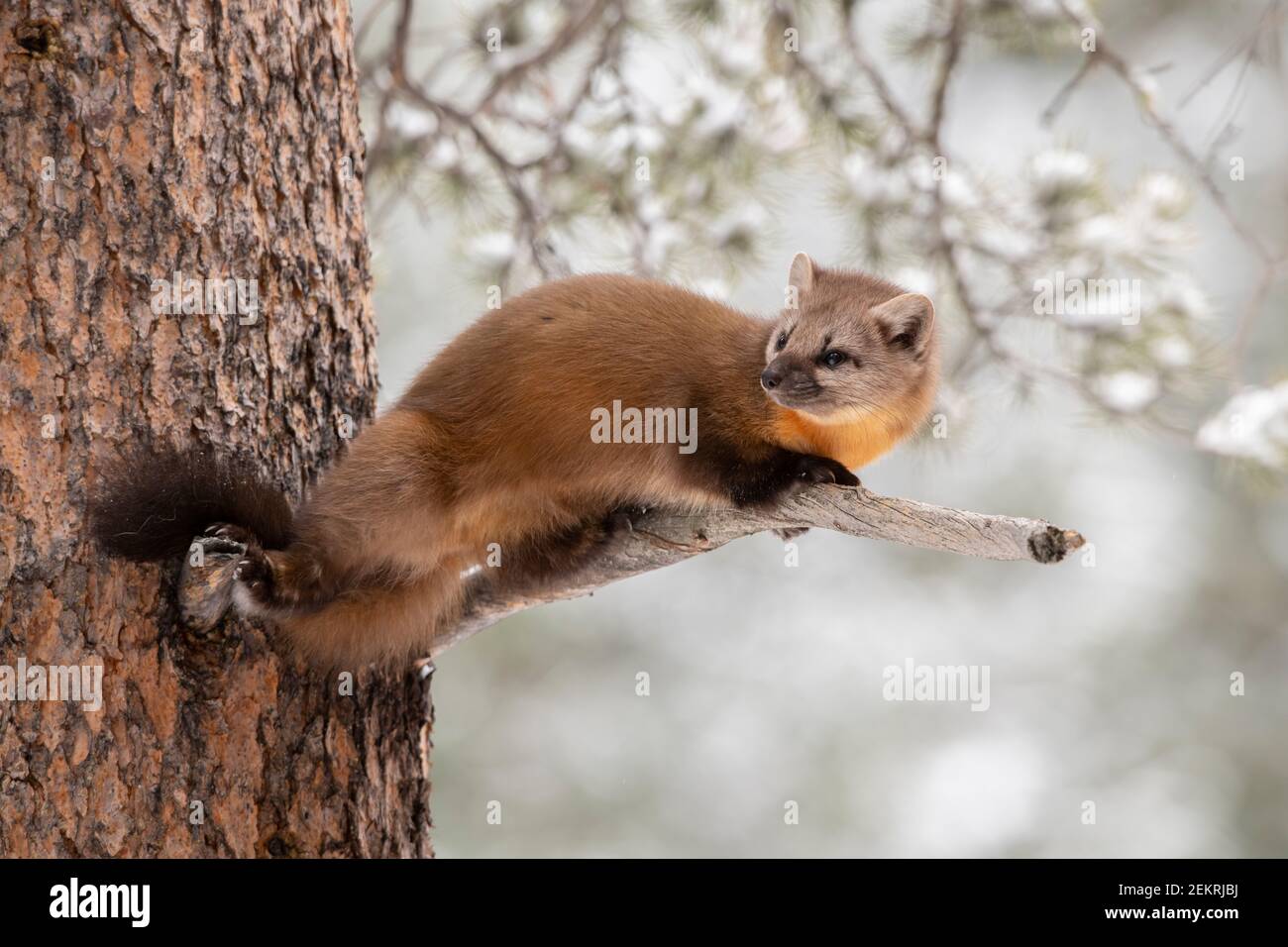 Amerikanischer Kiefernmarder, Yellowstone National Park Stockfoto
