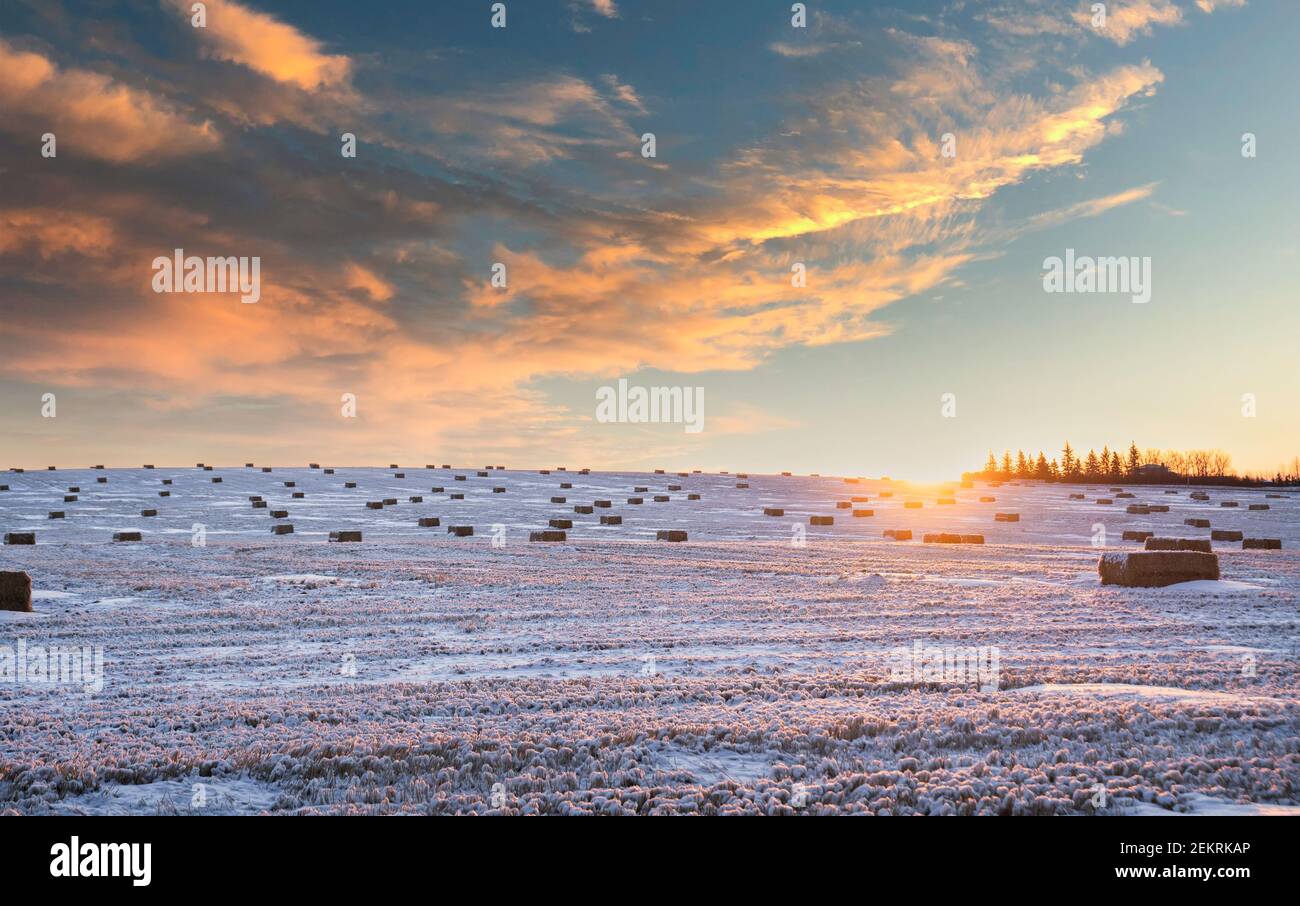 Quadratische Heuballen auf einem im Winter geernteten Feld in den kanadischen Prärien bei Sonnenaufgang. Stockfoto