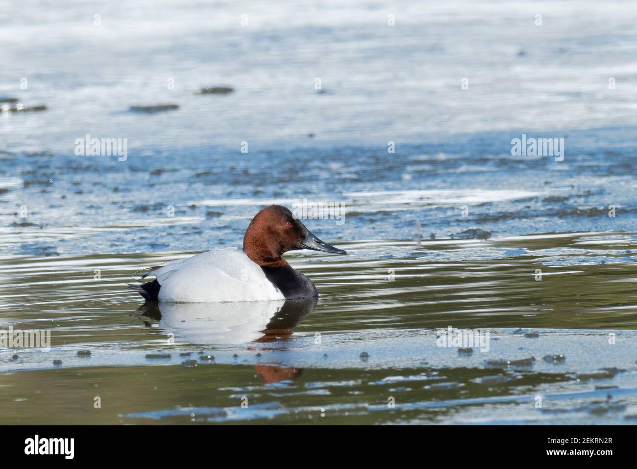 Canvasback (Aythya valisineria) Schwimmen in eisigen Teich Stockfoto