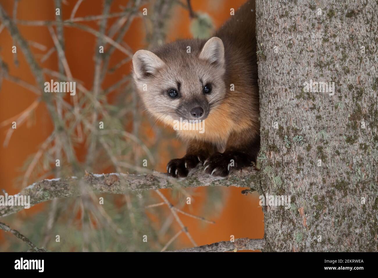 Amerikanischer Kiefernmarder, Yellowstone National Park Stockfoto