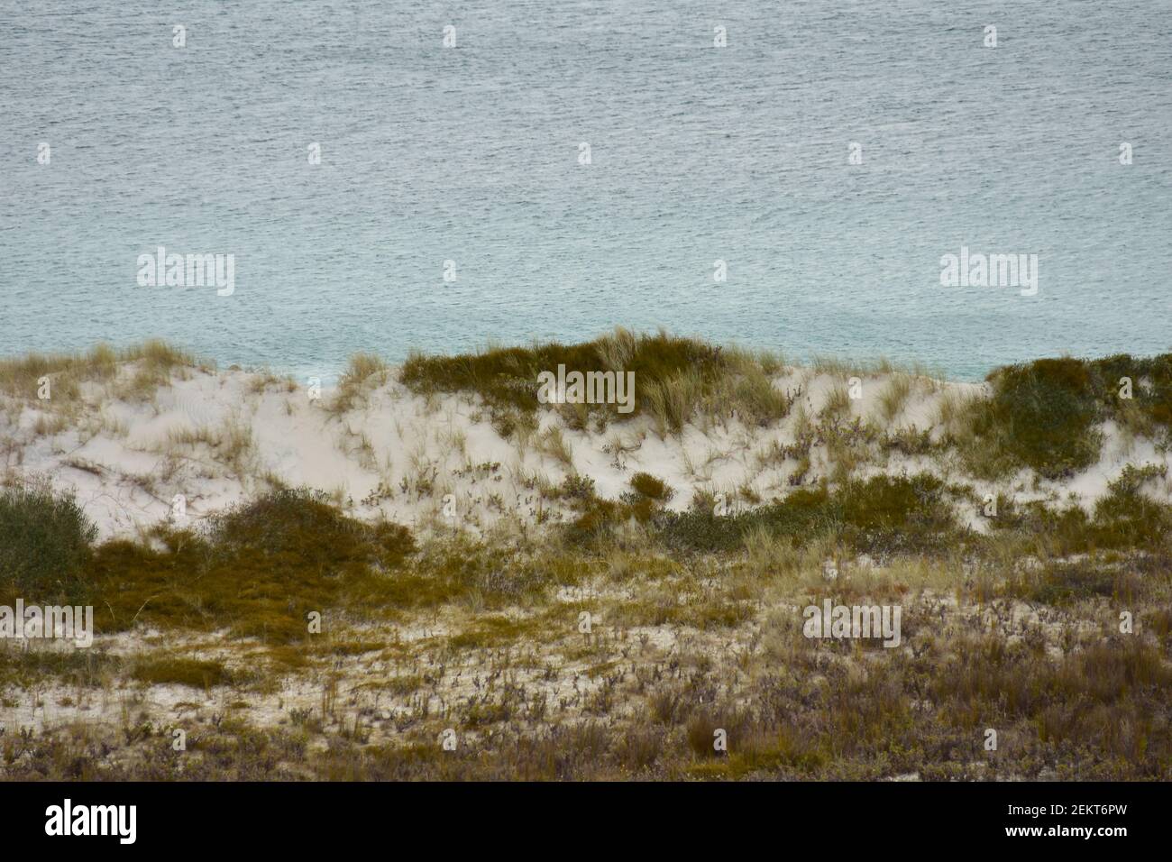 Küstendüne aus weißem Sand mit sich erholenden Vegetation, die Erosion verhindert. Stockfoto
