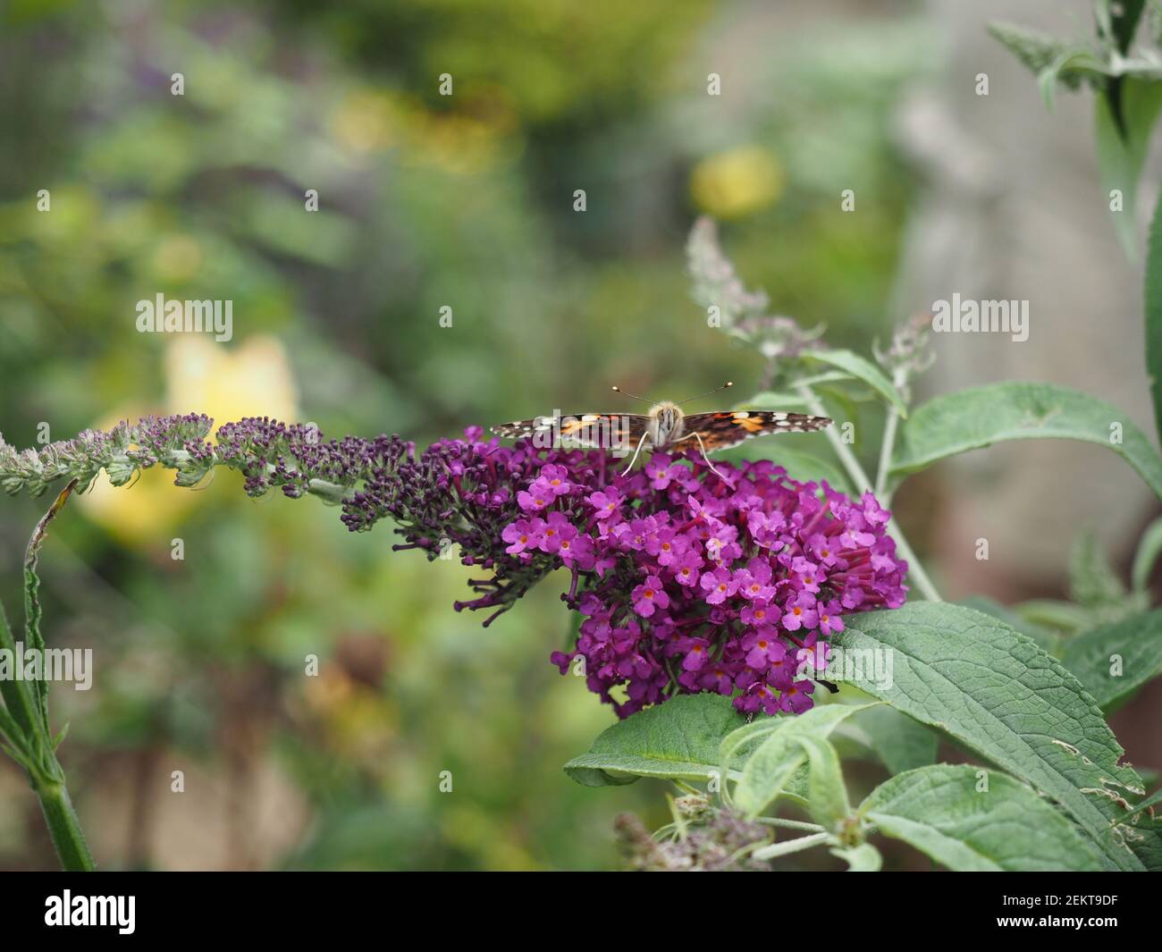 Gemalte Dame Schmetterling mit Flügeln ausgebreitet auf lila buddleia Blume Stockfoto