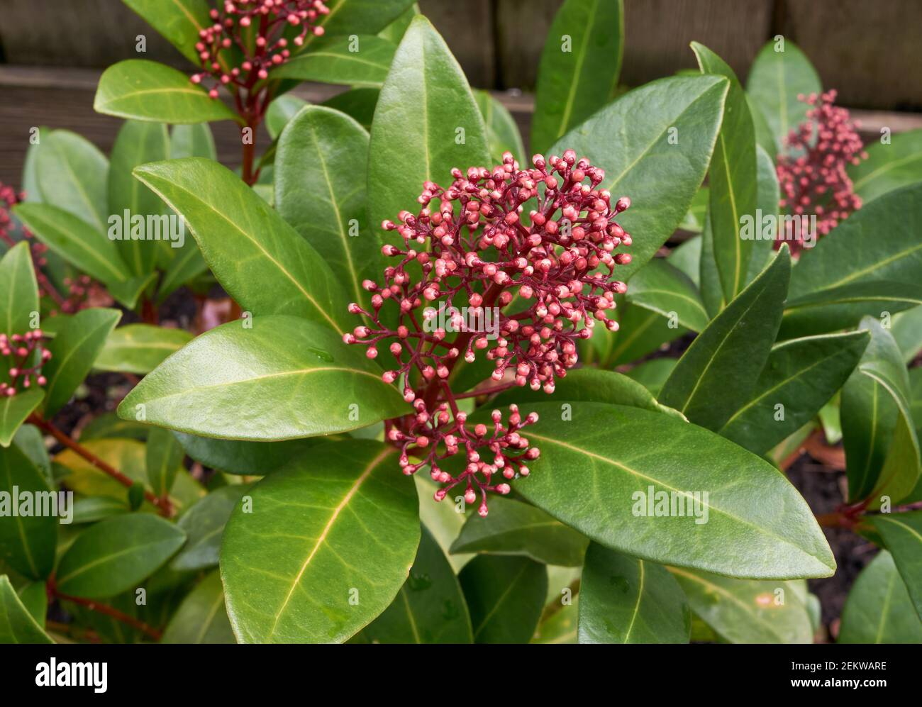Nahaufnahme von Skimmia japonica Rubella oder japanischen Skimmia roten Beeren und Blättern im Winter, Vancouver, British Columbia, Kanada Stockfoto